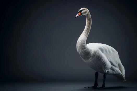 A white swan standing on a dark background photo