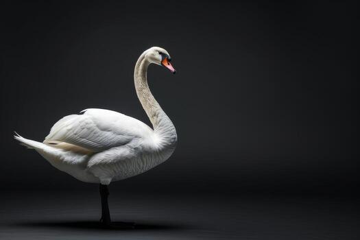A white swan is standing on a dark background photo