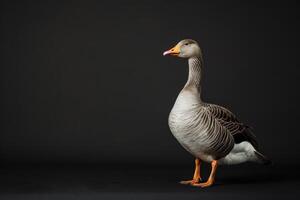 A goose is standing on a black background photo