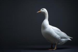 White goose standing on a dark background photo