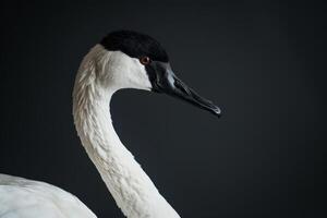 A close up of a white goose with a black beak photo