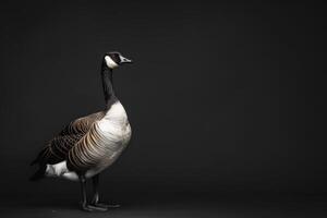 A goose is standing in front of a black background photo