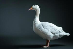 White goose on black background photo