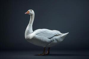 A white goose is standing on a dark background photo