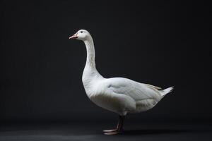 White goose standing on a black background photo