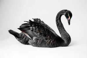 Black swan isolated on white background photo