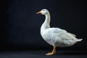 White goose standing on black background photo