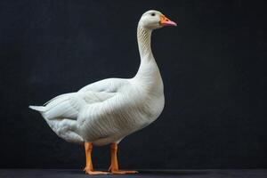 White goose standing on black background photo