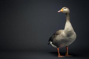A goose is standing on a dark background photo