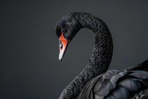 Black swan on a grey background photo