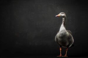 A goose standing on a black background photo