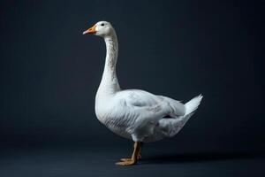 A white goose standing on a dark background photo