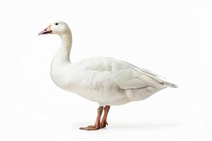 A white goose standing on a white background photo