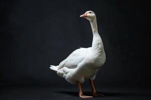 A white goose standing on a black background photo