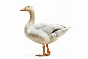 A white goose standing on a white background photo