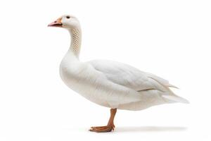 A white goose standing on a white background photo