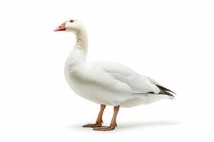 A white goose standing on a white background photo