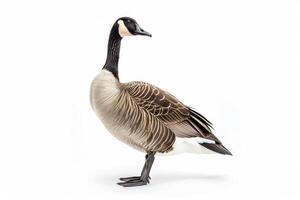 A goose is standing in front of a white background photo