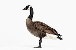 Canada goose standing on white background photo