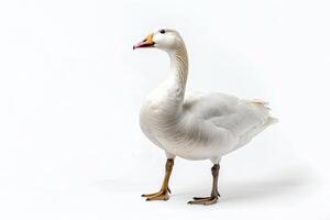 A white goose standing on a white background photo