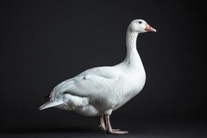 A white goose is standing in front of a black background photo