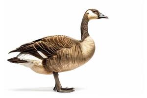 A goose is standing on a white background photo