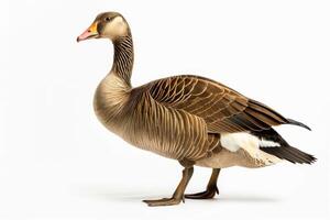 A goose is standing on a white background photo