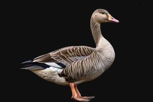 A goose is standing on a black background photo