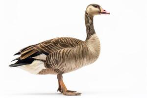 A goose standing on a white background photo