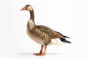 A goose is standing in front of a white background photo