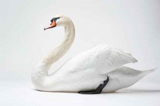A white swan is sitting on a white background photo