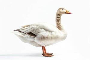 A white goose standing on a white background photo