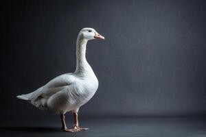 White goose standing on a dark background photo