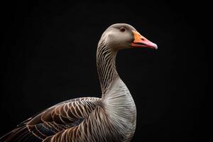 A goose is standing in front of a black background photo