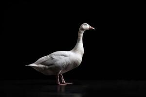 A white goose standing on a black background photo