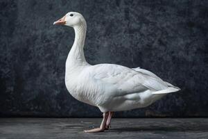White goose standing on a dark background photo