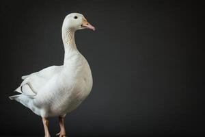 A white goose standing on a black background photo