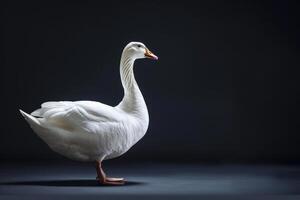 White goose standing on a dark background photo