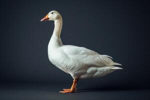 White goose isolated on black background photo