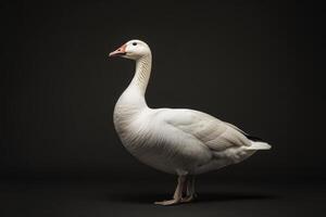 A white goose is standing in front of a black background photo
