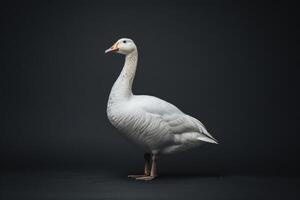 A white goose is standing in front of a black background photo