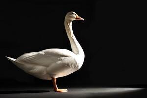 A white goose is standing in front of a black background photo