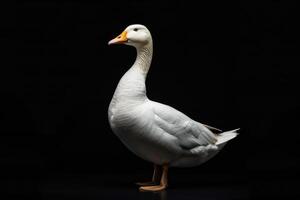 White goose isolated on black background photo