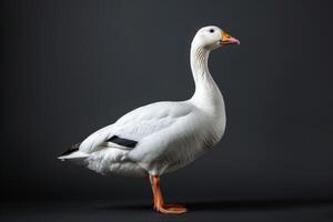 A white goose is standing in front of a black background photo
