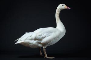 A white goose is standing in front of a black background photo
