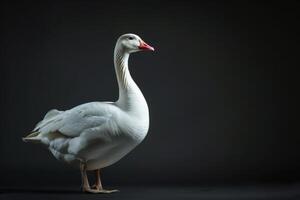 A white goose is standing on a black background photo