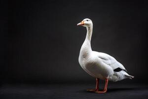 White goose standing on black background photo
