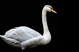 A white swan is standing on a black background photo