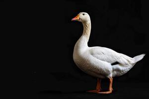 A white goose standing on a black background photo
