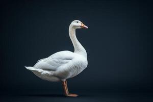 White swan on black background photo